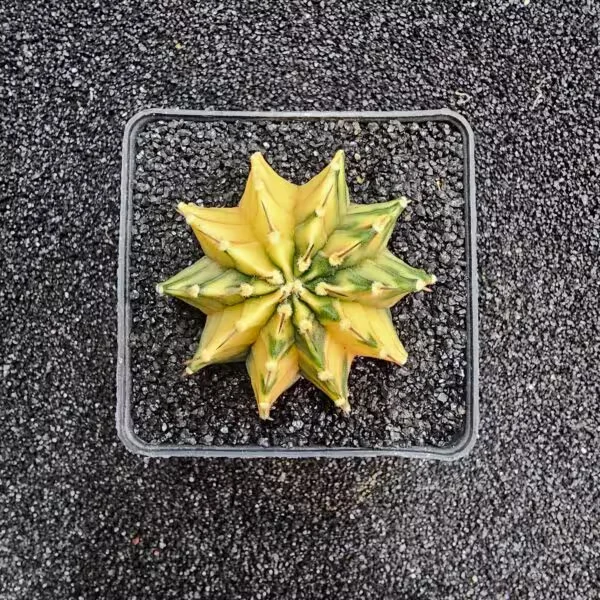 Gymnocalycium Mihanovichii 5 cm Boyutunda Özel Tür Kaktüs