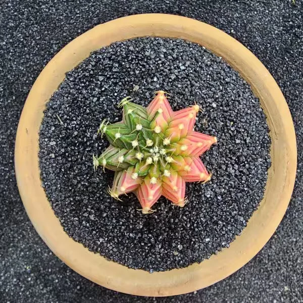 Gymnocalycium Mihanovichii 5 cm Boyutunda Özel Tür Kaktüs