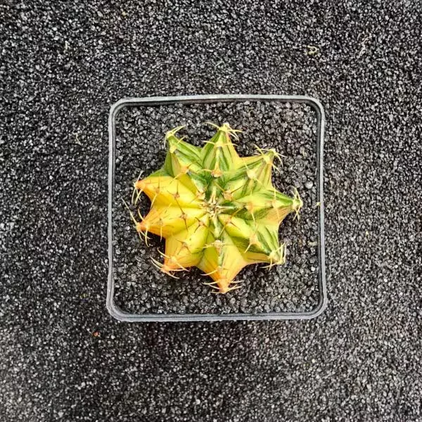 Gymnocalycium Mihanovichii 5 cm Boyutunda Özel Tür Kaktüs