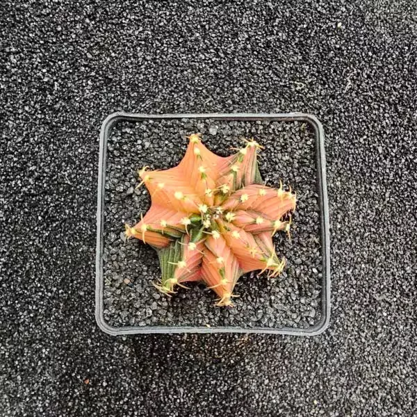 Gymnocalycium Mihanovichii 5 cm Boyutunda Özel Tür Kaktüs