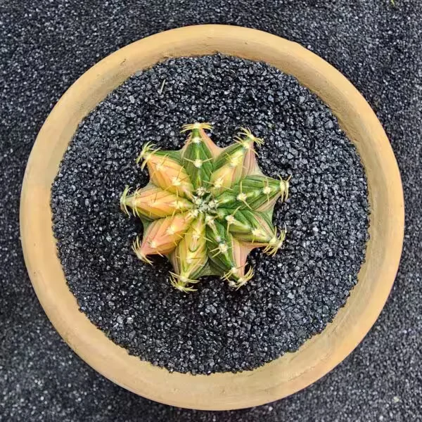 Gymnocalycium Mihanovichii 5 cm Boyutunda Özel Tür Kaktüs