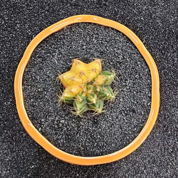 Gymnocalycium Mihanovichii 5 cm Boyutunda Özel Tür Kaktüs