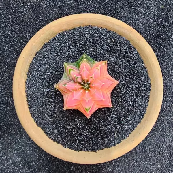 Gymnocalycium Mihanovichii 5 cm Boyutunda Özel Tür Kaktüs