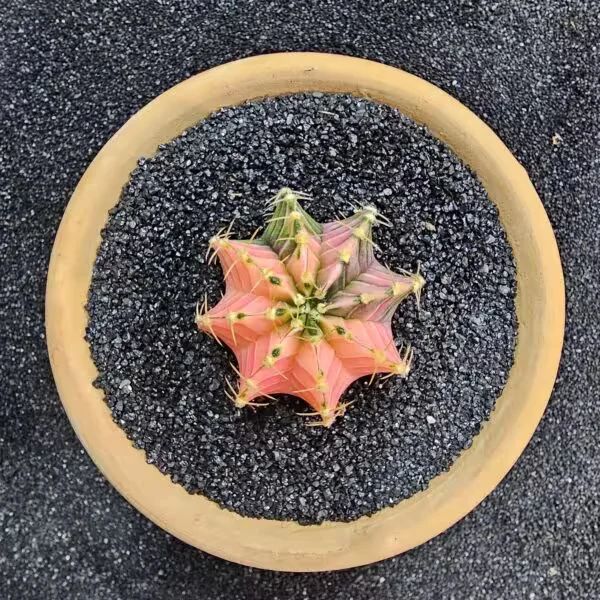 Gymnocalycium Mihanovichii 5 cm Boyutunda Özel Tür Kaktüs