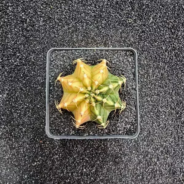Gymnocalycium Mihanovichii 5 cm Boyutunda Özel Tür Kaktüs
