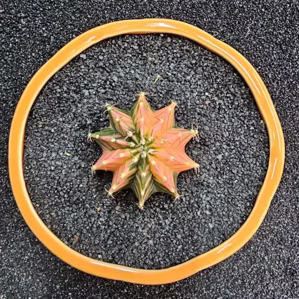 Gymnocalycium Mihanovichii 5 cm Boyutunda Özel Tür Kaktüs