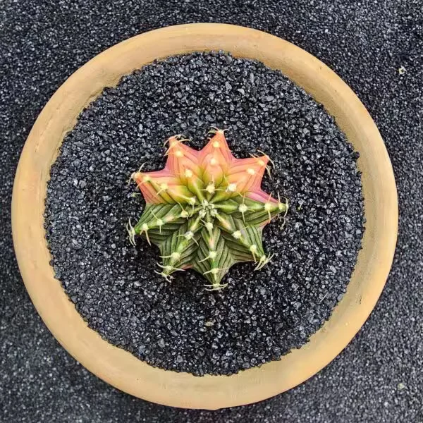 Gymnocalycium Mihanovichii 5 cm Boyutunda Özel Tür Kaktüs
