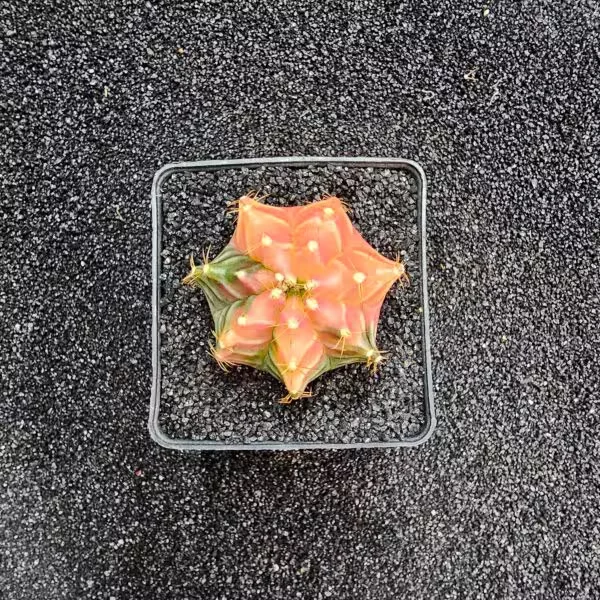 Gymnocalycium Mihanovichii 5 cm Boyutunda Özel Tür Kaktüs