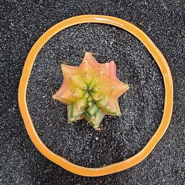 Gymnocalycium Mihanovichii 5 cm Boyutunda Özel Tür Kaktüs