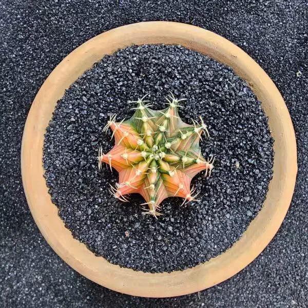 Gymnocalycium Mihanovichii 5 cm Boyutunda Özel Tür Kaktüs