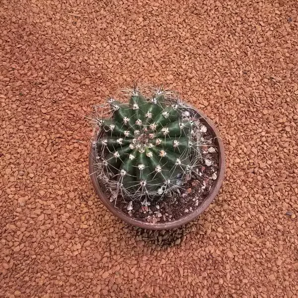 Echinopsis 8.5lik Saksıda Kaktüs