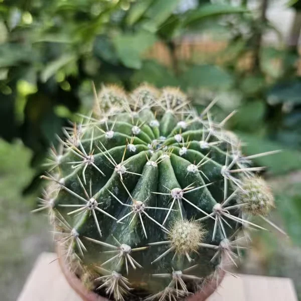 Echinopsis 8.5lik Saksıda Kaktüs