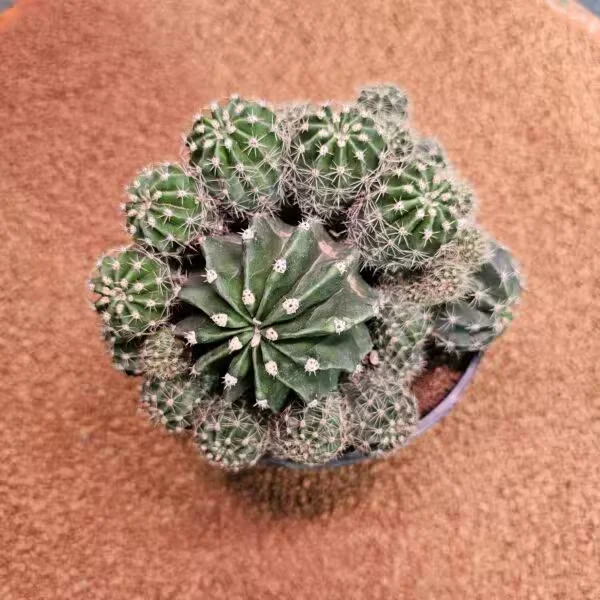 Echinopsis Bol Yavrulu 15lik Saksıda Kaktüs