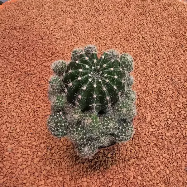 Echinopsis Bol Yavrulu 8.5lik Saksıda Kaktüs
