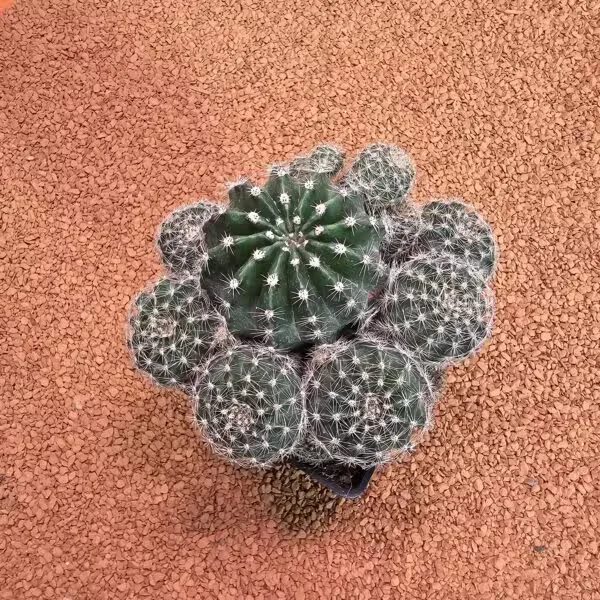 Echinopsis Bol Yavrulu 8.5lik Saksıda Kaktüs