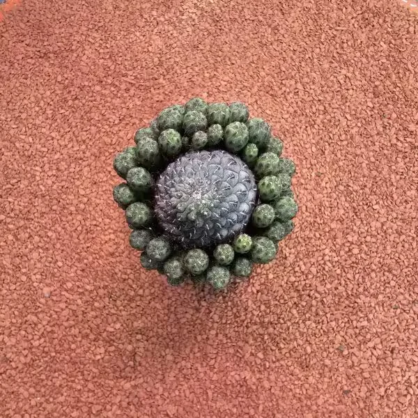 Sulcorebutia Rauschii Aşılı Bol Yavrulu Kaktüs