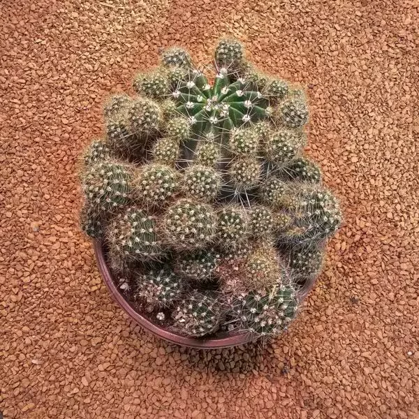 Echinopsis Bol Yavrulu 12lik Saksıda Kaktüs