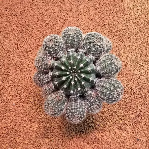 Echinopsis Bol Yavrulu 10luk Saksıda Kaktüs