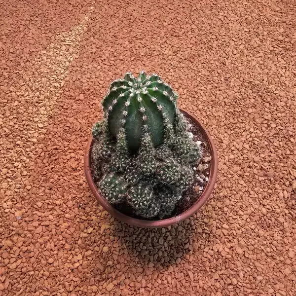 Echinopsis Bol Yavrulu 8.5lik Saksıda Kaktüs