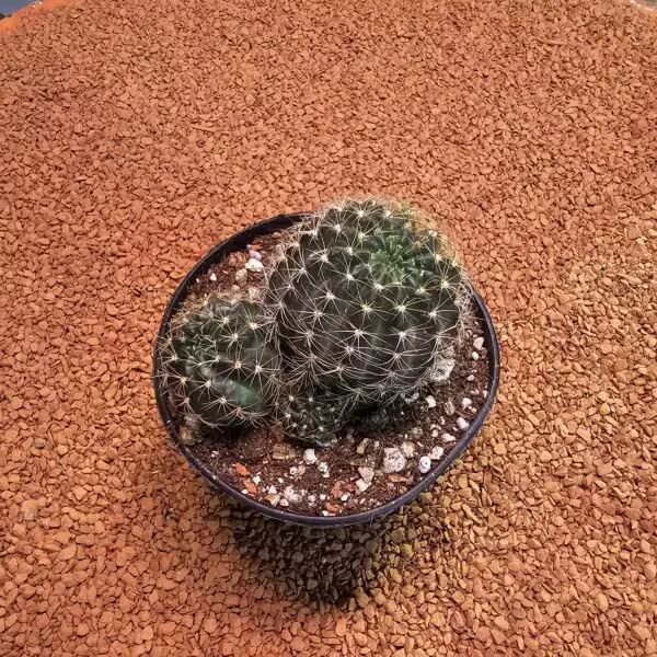 Echinopsis 8.5lik Saksıda Kaktüs