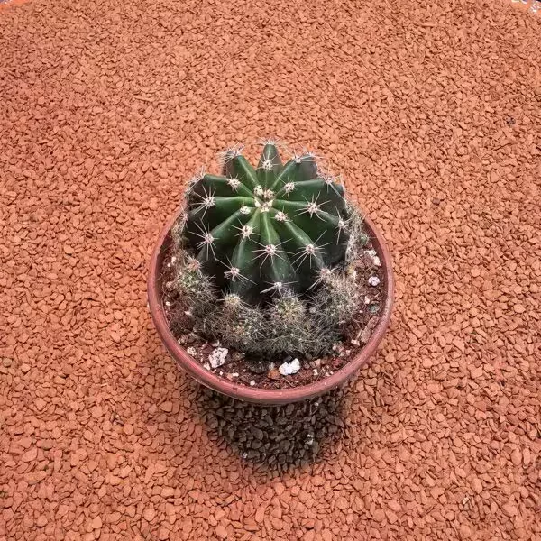 Echinopsis 8.5lik Saksıda Kaktüs