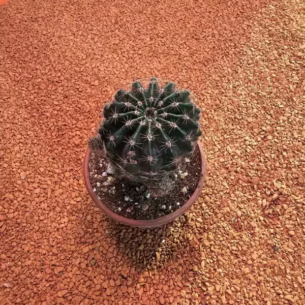 Echinopsis 8.5lik Saksıda Kaktüs