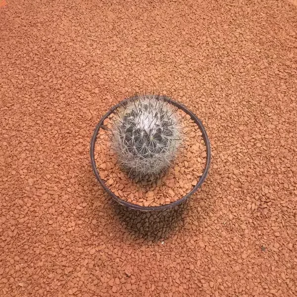 Turbinicarpus 7lik Saksıda Kaktüs