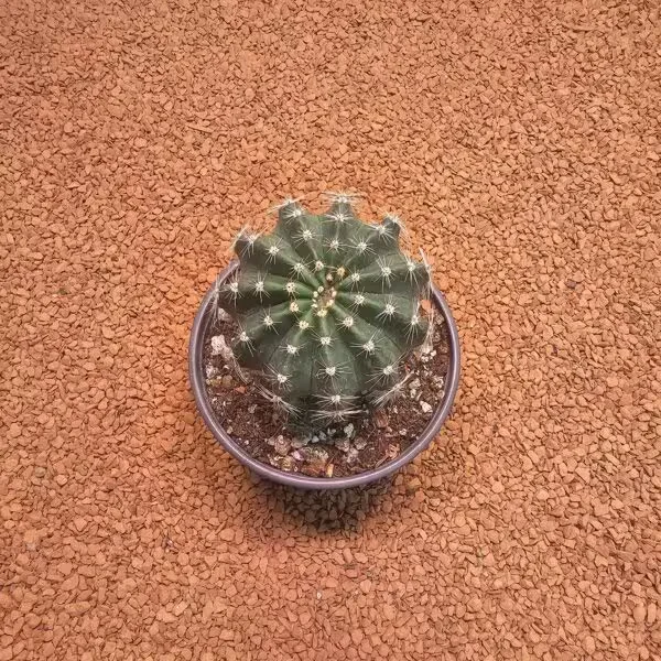 Echinopsis 7lik Saksıda Kaktüs