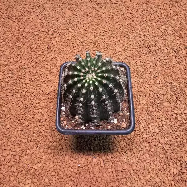 Echinopsis 7lik Saksıda Kaktüs