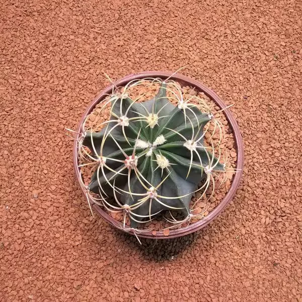 Ferocactus Histrix 10luk Saksıda Kaktüs