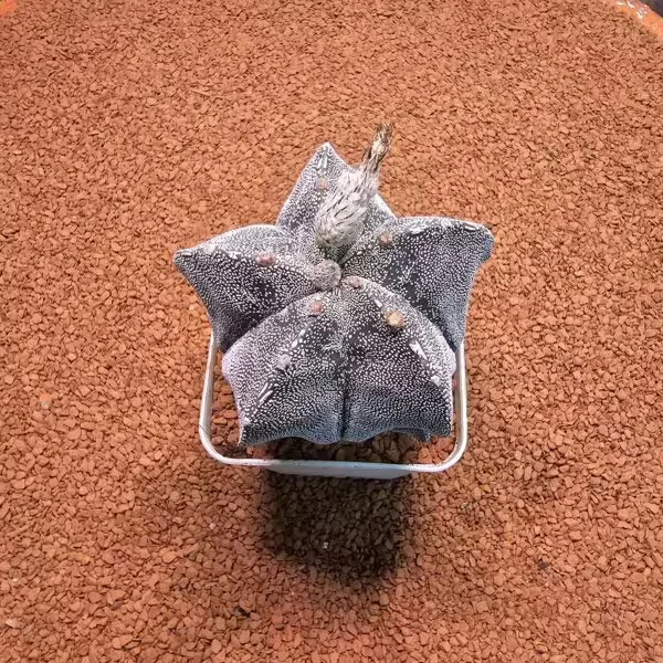 Astrophytum Onzuka 9luk Saksıda Kaktüs