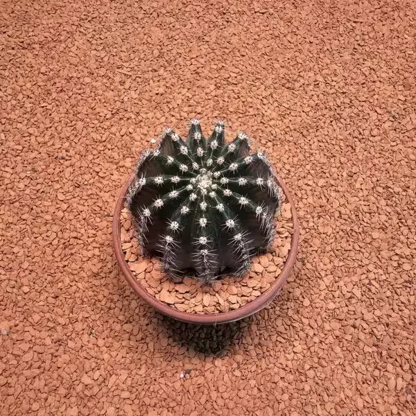 Echinopsis 8.5lik Saksıda Kaktüs