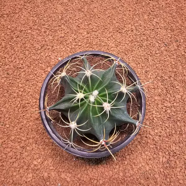 Ferocactus Histrix 10luk Saksıda Kaktüs