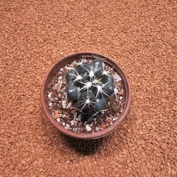 Pelecyphora Macromeris 8lik Saksıda Kaktüs