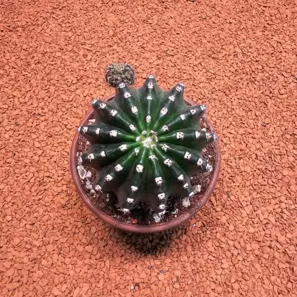Echinopsis 8lik Saksıda Kaktüs