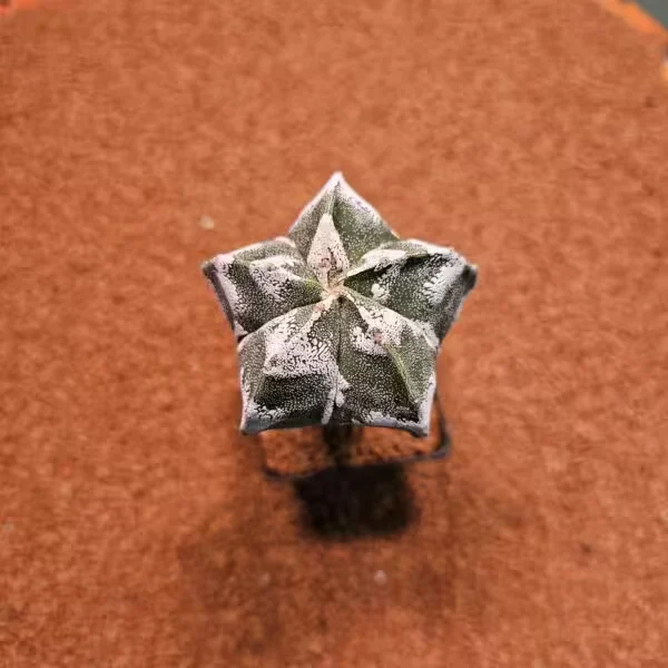 Astrophytum Onzuka 7lik Saksıda Aşılı Kaktüs