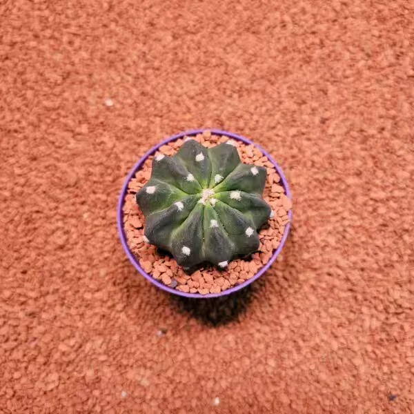 Echinopsis 8lik Saksıda Kaktüs