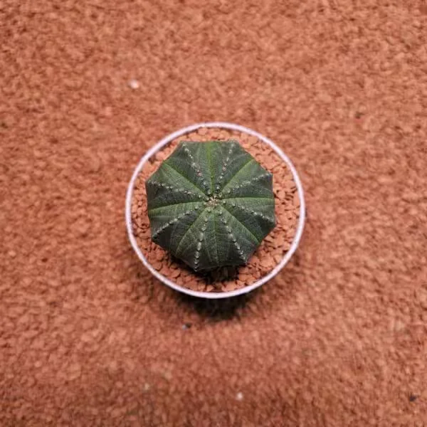 Euphorbia Obesa 7lik Saksıda Kaktüs