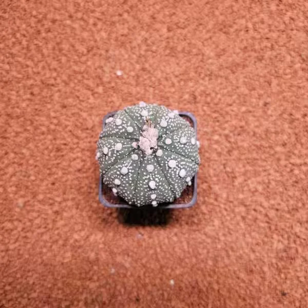 Astrophytum Asterias 7 cm Boyutunda Özel Tür Kaktüs
