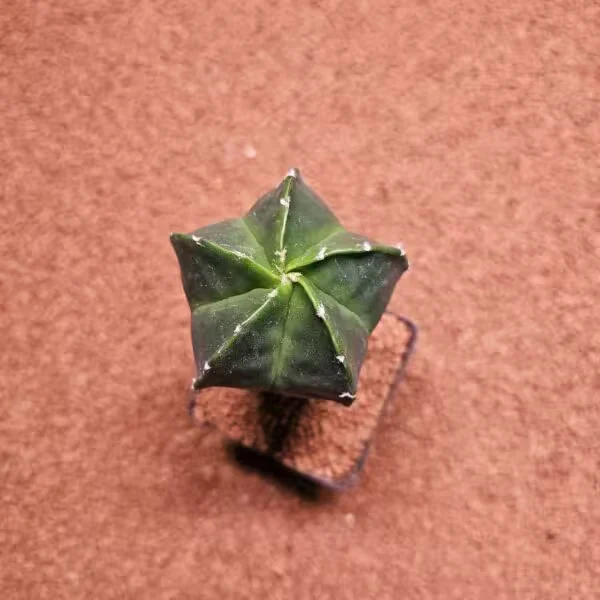 Astrophytum Aşılı Kaktüs