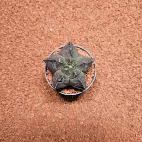 Astrophytum Myriostigma Kikko 8.5lik Saksıda Kaktüs