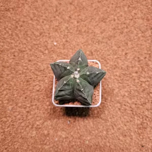 Astrophytum Myriostigma Kikko 8.5lik Saksıda Kaktüs