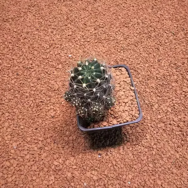 Echinopsis 7lik Saksıda Kaktüs