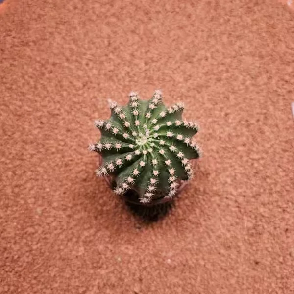 Echinopsis 8.5lik Saksıda Kaktüs