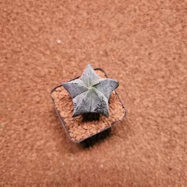 Astrophytum Myriostigma 7lik Saksıda Kaktüs