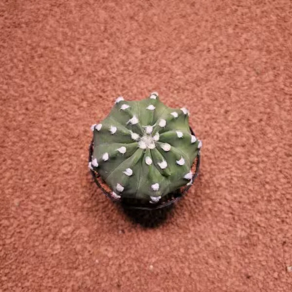Echinopsis 8.5lik Saksıda Kaktüs
