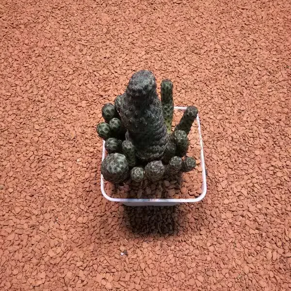 Sulcorebutia Rauschii 7lik Saksıda Bol Yavrulu Kaktüs