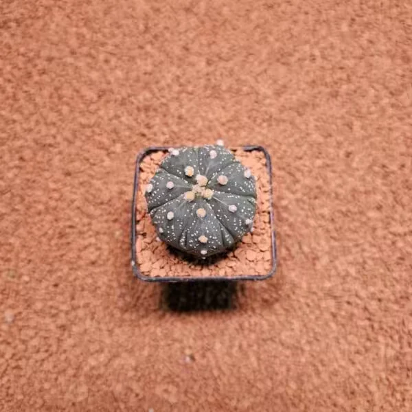 Astrophytum Asterias 5.5 cm Boyutunda Özel Tür Kaktüs