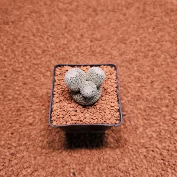 Mammillaria Lanata 7lik Saksıda Kaktüs