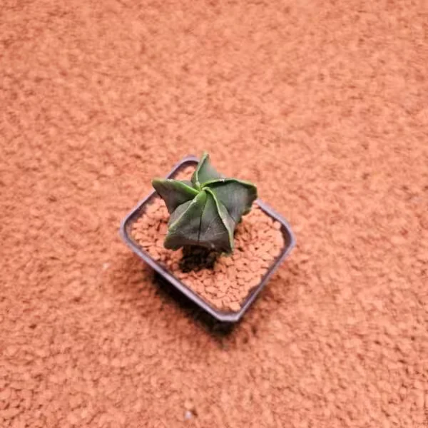 Astrophytum Myriostigma 5.5lik Saksıda Kaktüs